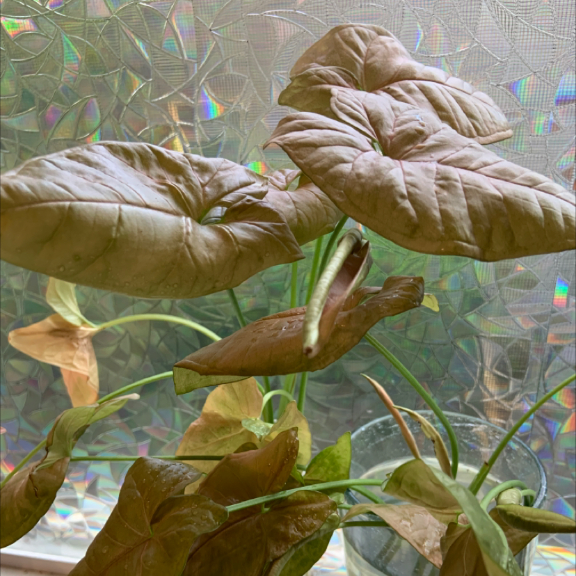 Pink Syngonium plant with significant leaf browning and yellowing near a patterned glass window.