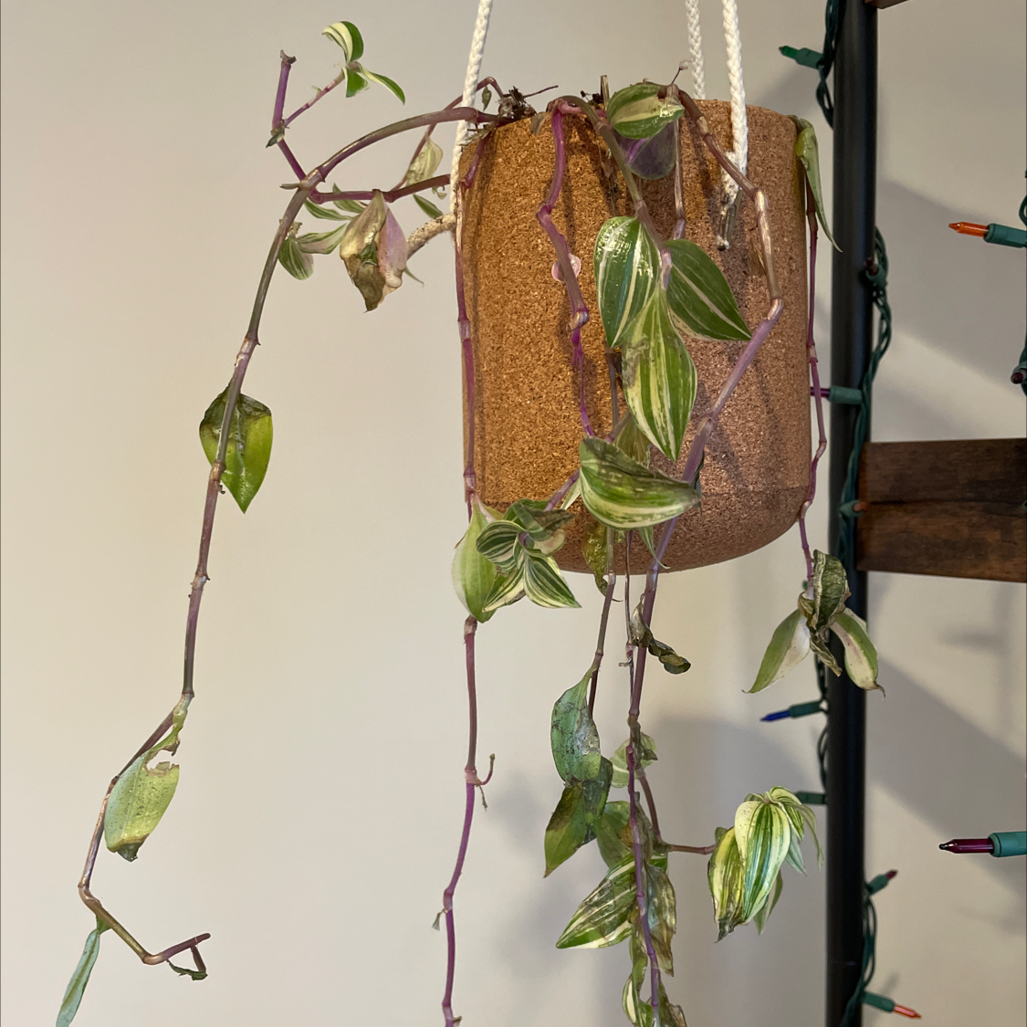 Tradescantia Quadricolor plant in a hanging pot with variegated leaves and some discoloration.