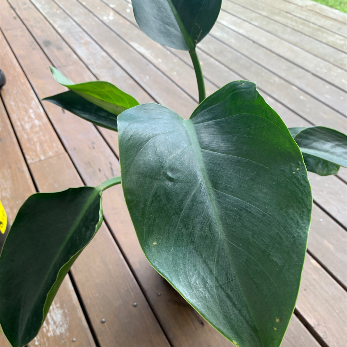 Philodendron 'Congo' plant with large, glossy green leaves on a wooden deck.