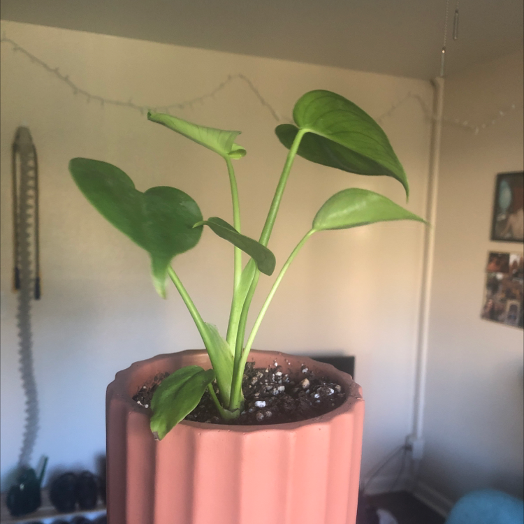 Monstera plant photo by @cfreimark named Manny Jr on Greg, the plant care app.