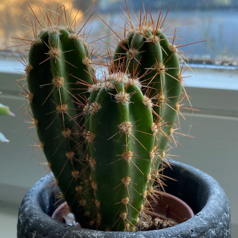 Healthy Cephalocereus polylophus cactus with multiple stems in a pot.