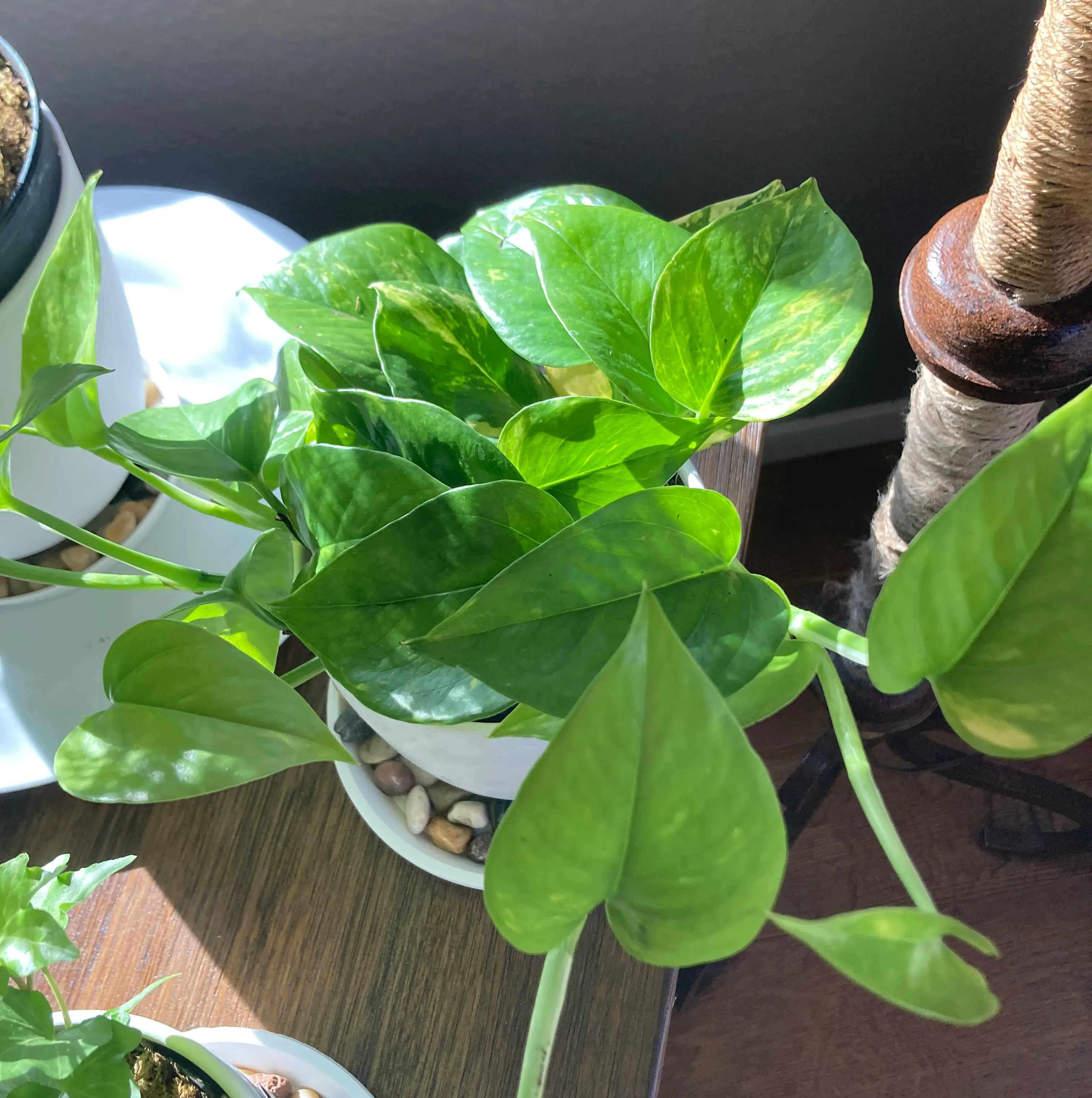 Ivy Arum plant photo by @Dglvn named Everyone’s Favorite Golden Pothos on Greg, the plant care app.