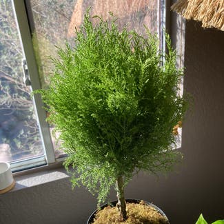Cupressus macrocarpa plant in Henderson, Nevada