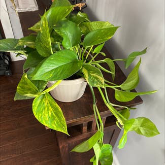 Golden Pothos plant in North Brunswick Township, New Jersey