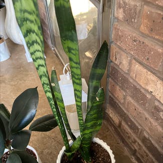 Snake Plant plant in North Brunswick Township, New Jersey