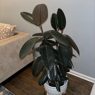 Rubber Plant plant in North Brunswick Township, New Jersey