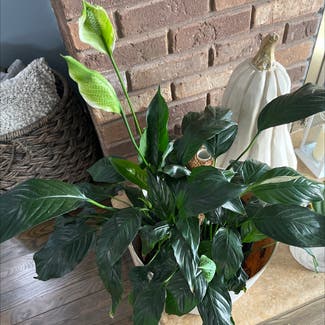 Peace Lily plant in North Brunswick Township, New Jersey