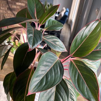 Chinese Evergreen plant in North Brunswick Township, New Jersey