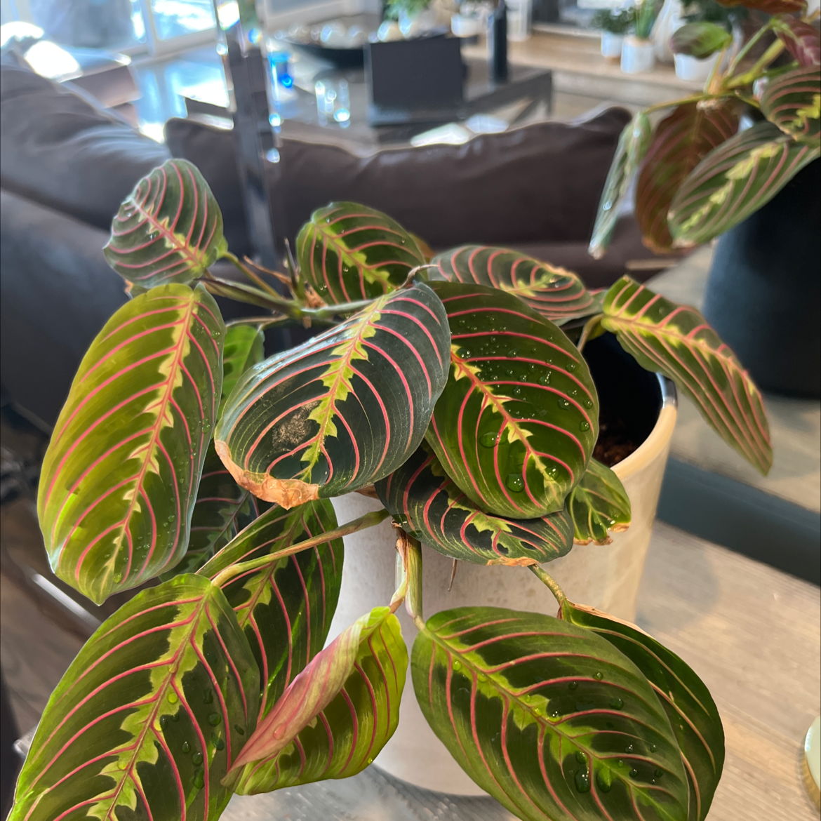 Red Prayer Plant plant photo by @BloomsbyVel named Prayoncé on Greg, the plant care app.