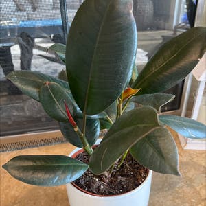 Rubber Plant plant photo by @BloomsbyVel named Mary J on Greg, the plant care app.