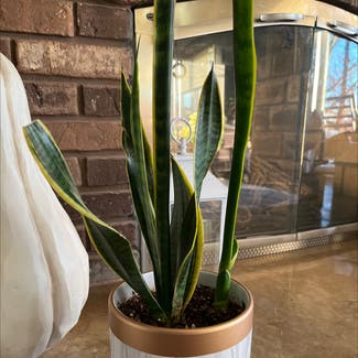 Snake Plant plant in North Brunswick Township, New Jersey
