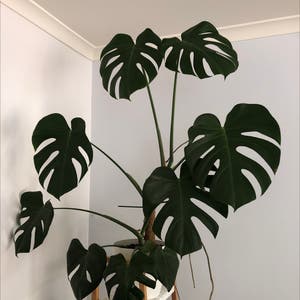 Monstera plant photo by @RealGinger named Monica on Greg, the plant care app.