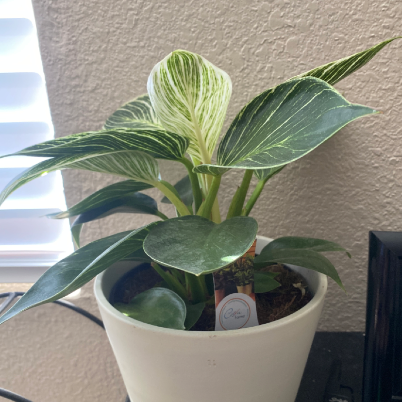 Variegated Philodendron in a white pot with healthy green and white leaves.