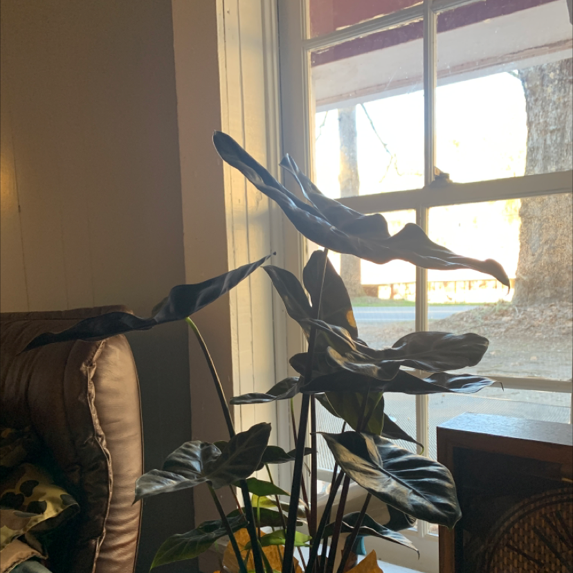 Alocasia nebula 'Imperialis' plant with large, dark green leaves near a window indoors.