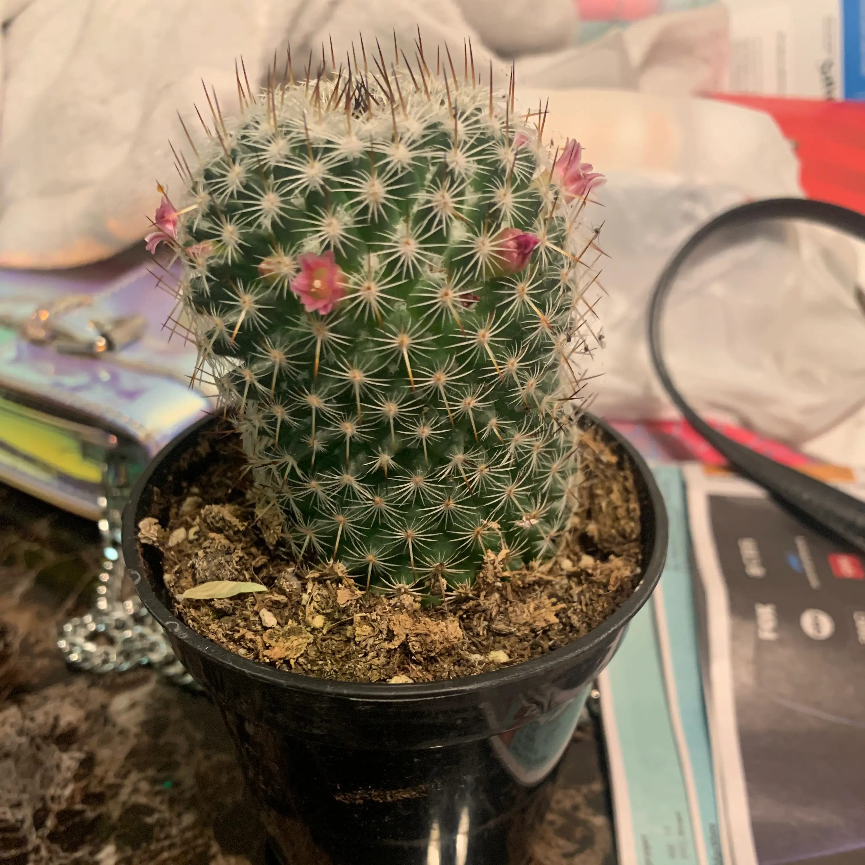 Your plant