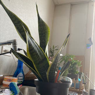 Snake Plant plant in Chicago, Illinois