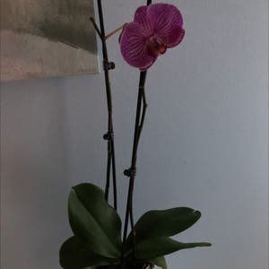 Phalaenopsis Orchid plant photo by Pastel named Phala on Greg, the plant care app.