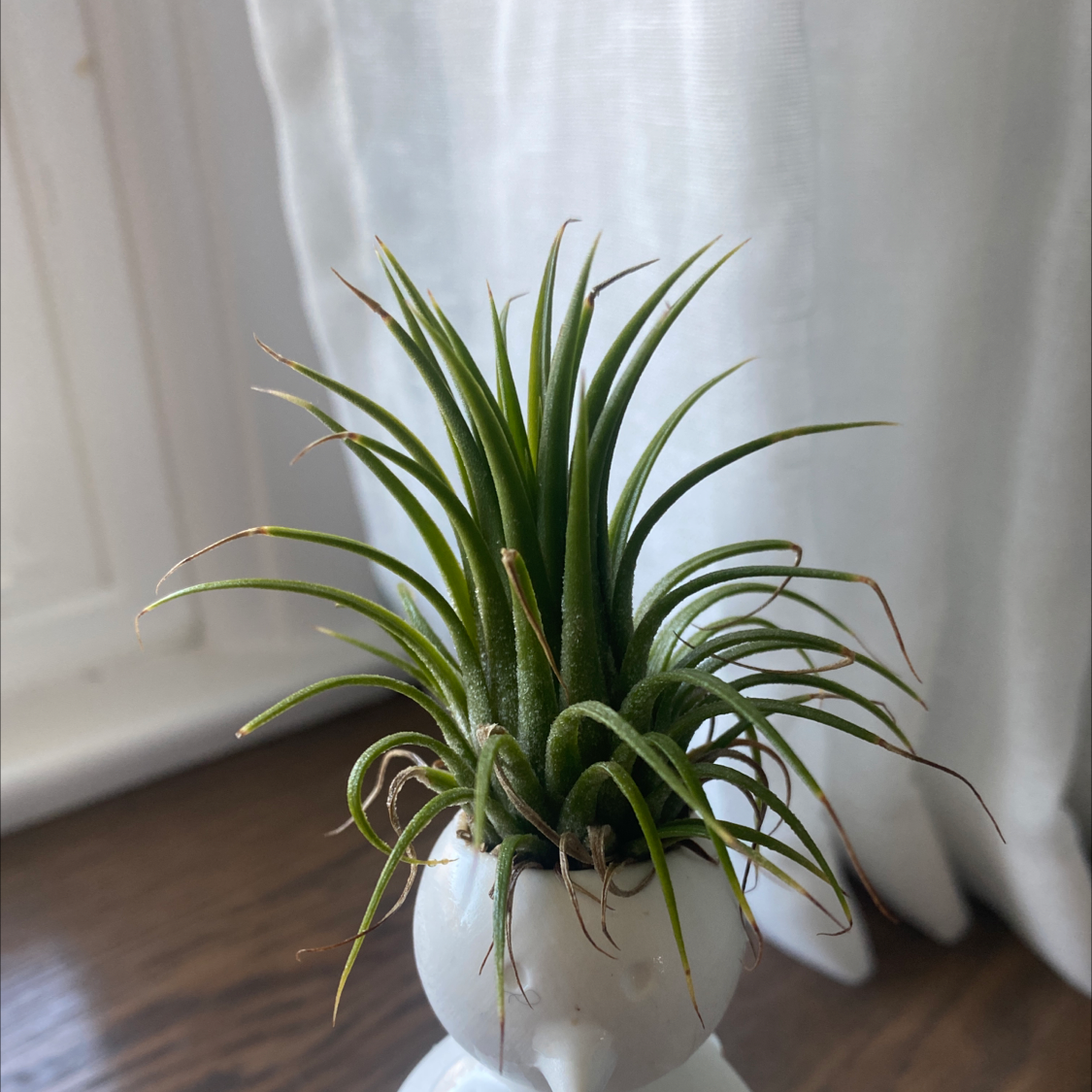 Spreading Airplant plant photo by @UnsulliedLentil named Air plant on Greg, the plant care app.