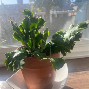 Thanksgiving Cactus plant photo by @UnsulliedLentil named White CC on Greg, the plant care app.