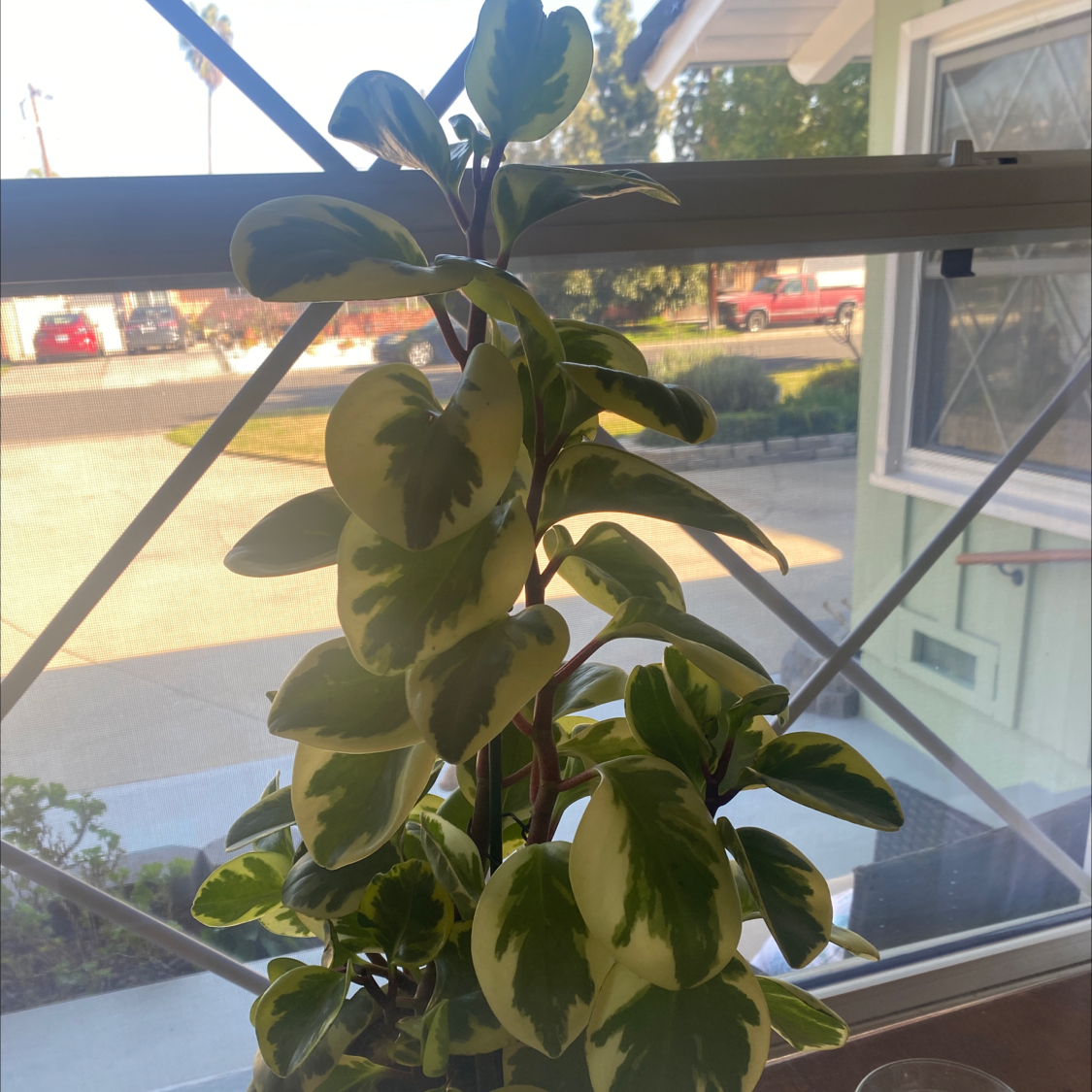 Baby Rubber Plant plant photo by @UnsulliedLentil named Baby rubber plant on Greg, the plant care app.