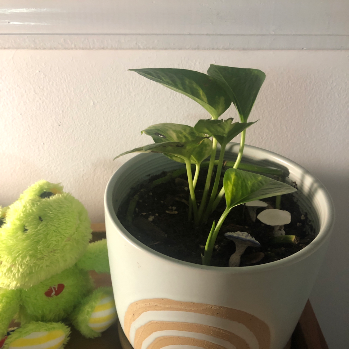 Taro Vine plant photo by @LushPlant named Forrest on Greg, the plant care app.