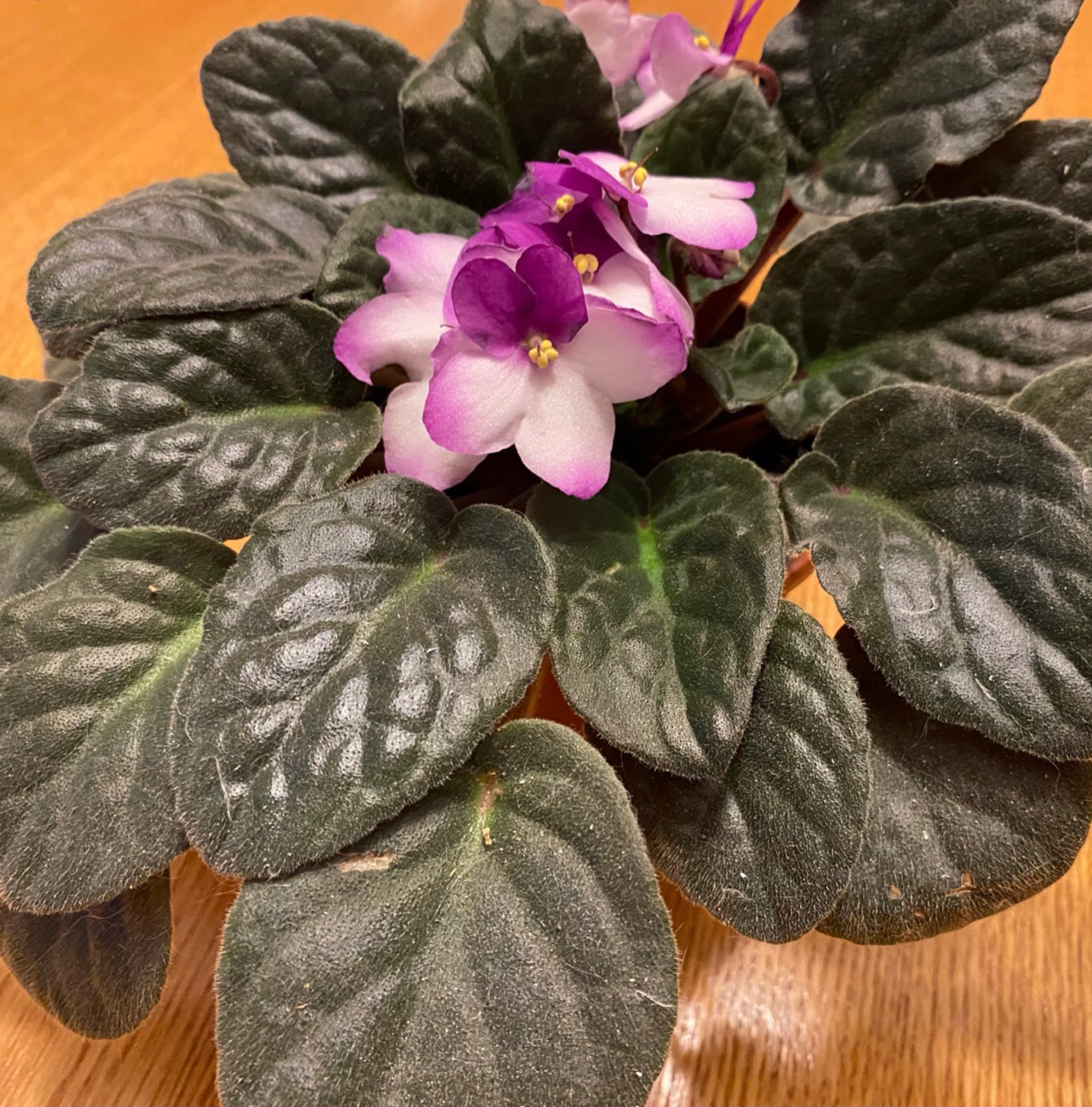 Kenyan Violet plant photo by @PaytonViolet named M1 on Greg, the plant care app.