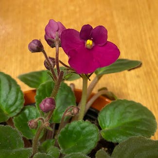 Kenyan Violet plant in Ottawa, Ontario