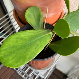 Heartleaf Philodendron plant in St. Pete Beach, Florida