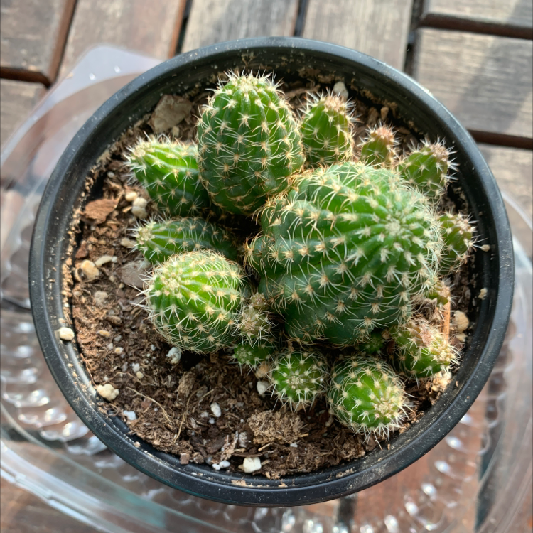 Golden Barrel Cactus plant photo by @Popsicle49 named Amaryllis on Greg, the plant care app.