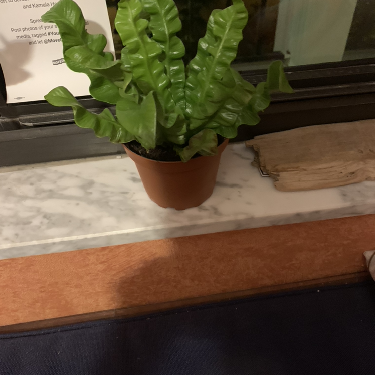 Bird's Nest Fern plant photo by @Popsicle49 named Fern Begalonius on Greg, the plant care app.