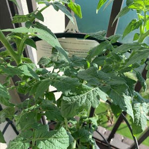 Tomato Plant plant photo by Popsicle49 named Thomasina on Greg, the plant care app.