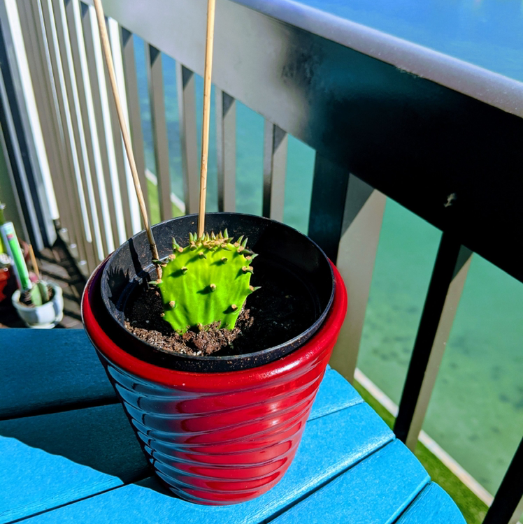 Barbary Fig plant photo by @Popsicle49 named Chrysallis aka Chrissie on Greg, the plant care app.