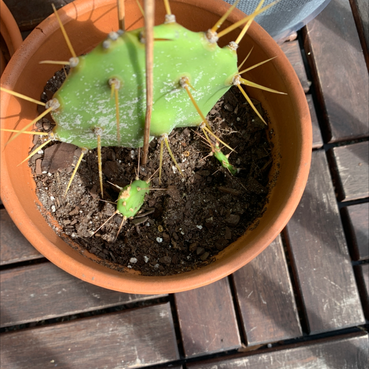 Smooth Prickly Pear plant photo by @Popsicle49 named Eden on Greg, the plant care app.