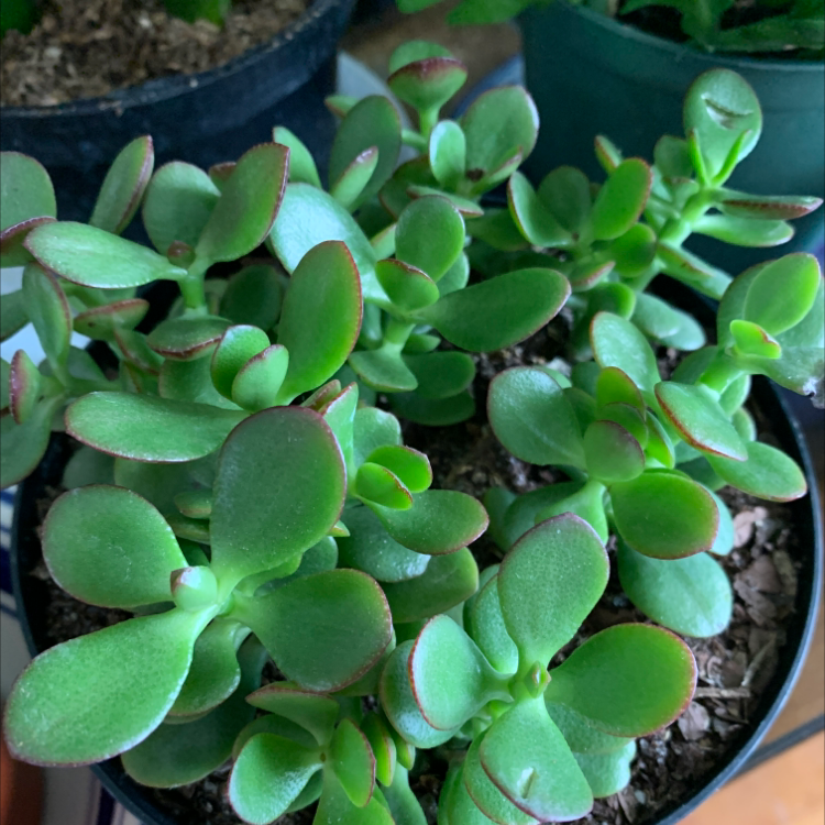 Lucky Plant plant photo by @Popsicle49 named Ms. Jade Too on Greg, the plant care app.