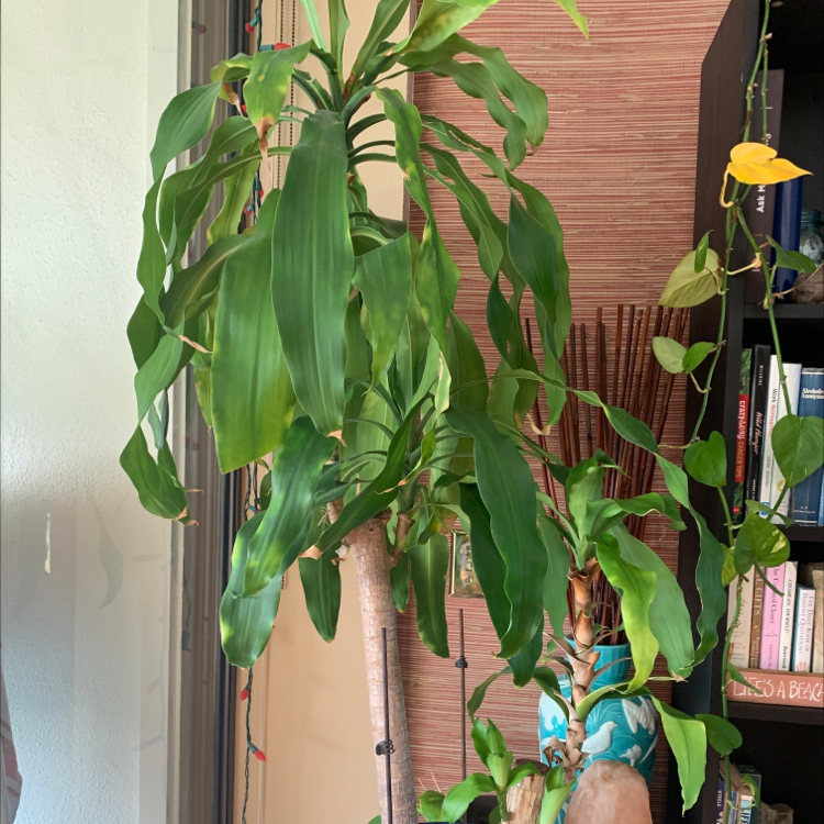 Cornstalk Dracaena plant photo by @Popsicle49 named Jackson on Greg, the plant care app.
