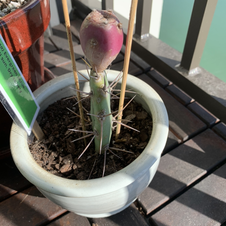 Smooth Prickly Pear plant photo by @Popsicle49 named Crystale on Greg, the plant care app.
