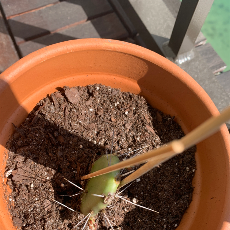 Smooth Prickly Pear plant photo by @Popsicle49 named Crystal on Greg, the plant care app.