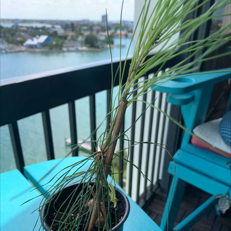 Young Stone Pine plant in a pot on a balcony with a view of water and buildings.