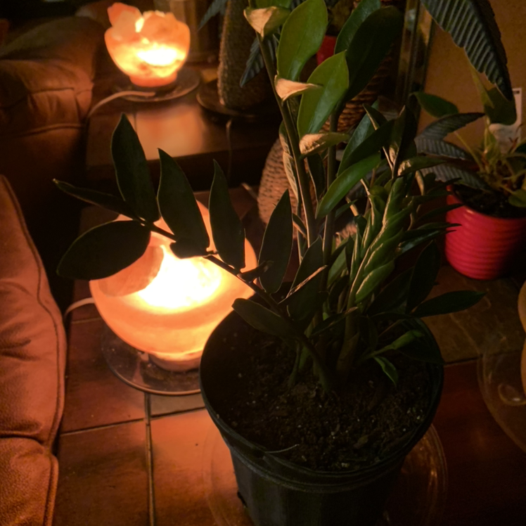 Zamioculcas Zamiifolia plant photo by @Popsicle49 named Lillibet on Greg, the plant care app.