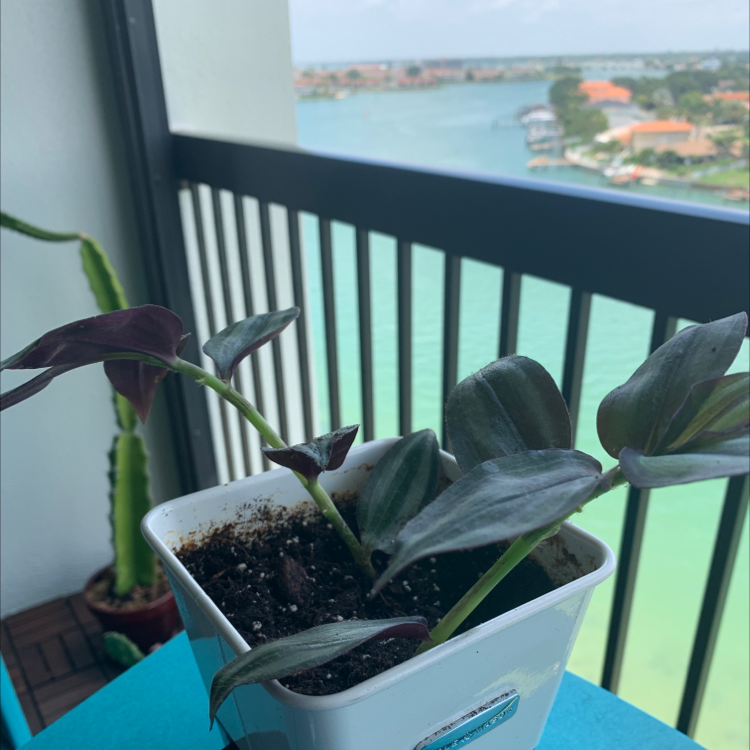Spiderwort plant photo by @Popsicle49 named Hammockolese on Greg, the plant care app.