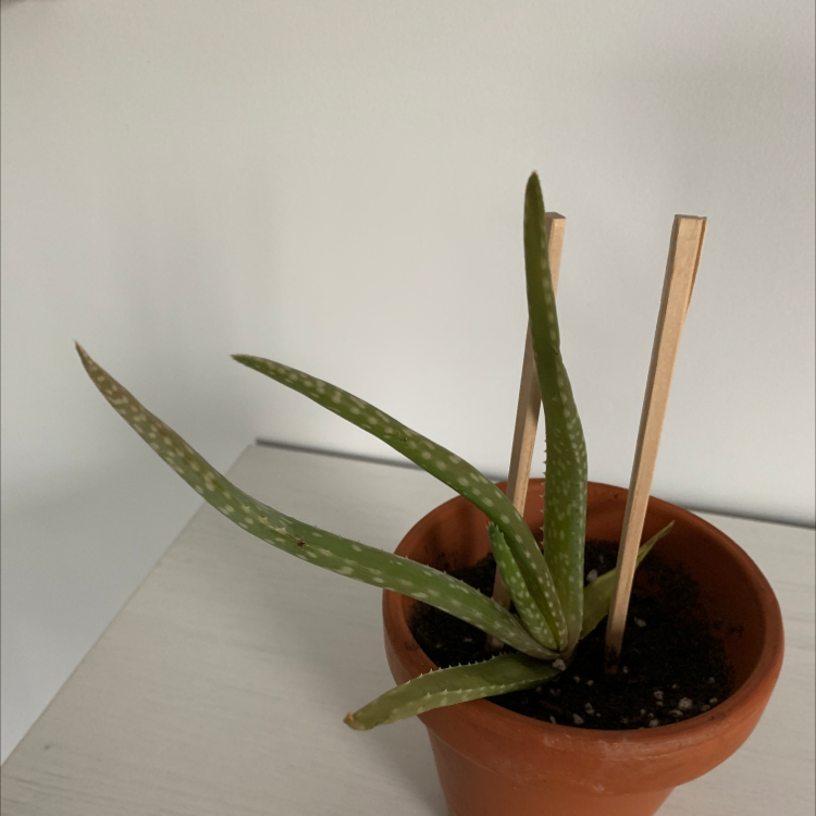 Aloe vera plant photo by @Popsicle49 named Ruby Begalonius on Greg, the plant care app.