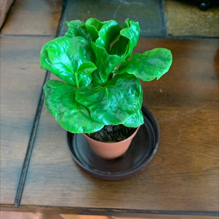 Arabian Coffee Plant plant photo by @Popsicle49 named Juan on Greg, the plant care app.
