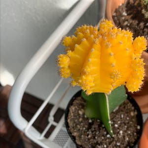 Moon Cactus plant photo by Popsicle49 named Mellow Yellow on Greg, the plant care app.