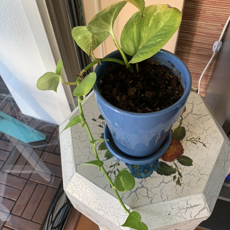 Jade Pothos plant photo by @Popsicle49 named The Jeters on Greg, the plant care app.