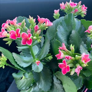 Florist Kalanchoe plant photo by @Popsicle49 named Chloe on Greg, the plant care app.