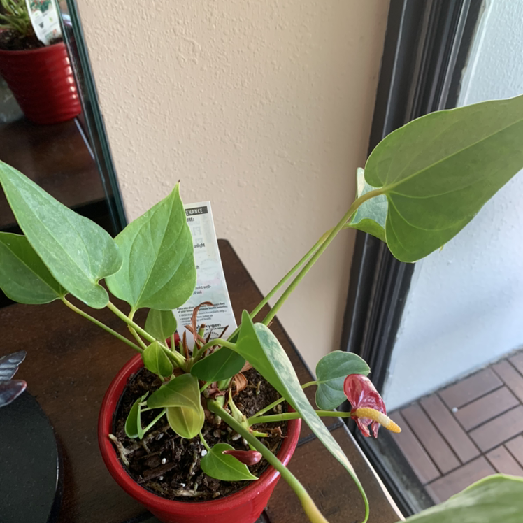 Painter's Palette plant photo by @Popsicle49 named Flossie on Greg, the plant care app.