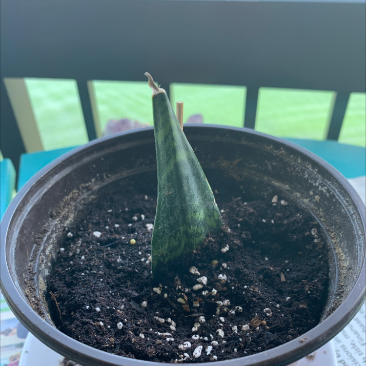 Snake Plant plant photo by @Popsicle49 named Little Witchy on Greg, the plant care app.