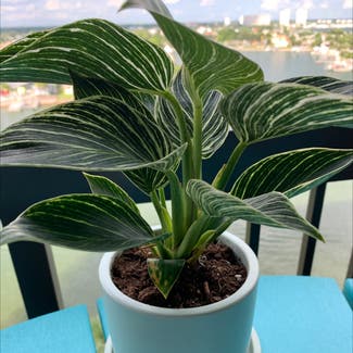 Philodendron plant in St. Pete Beach, Florida