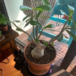 Desert Rose Plant plant photo by Popsicle49 named Rosie on Greg, the plant care app.