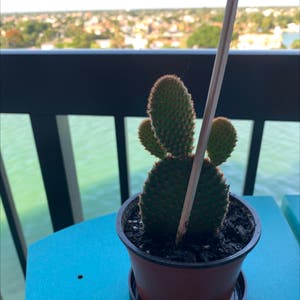 Bunny Ears Cactus plant photo by @Popsicle49 named Mickey Mouse on Greg, the plant care app.